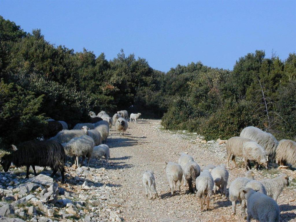 בול Villa Jasmin חדר תמונה